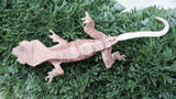 CLW156- Male Red Lilly White Crested Gecko