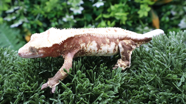 CLW158- RTB Female Red Lilly White Crested Gecko