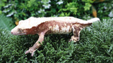 CLW158- RTB Female Red Lilly White Crested Gecko
