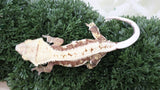 CLW158- RTB Female Red Lilly White Crested Gecko