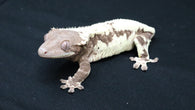 Frap46- CHUNKY RTB Female Frappuccino Crested Gecko