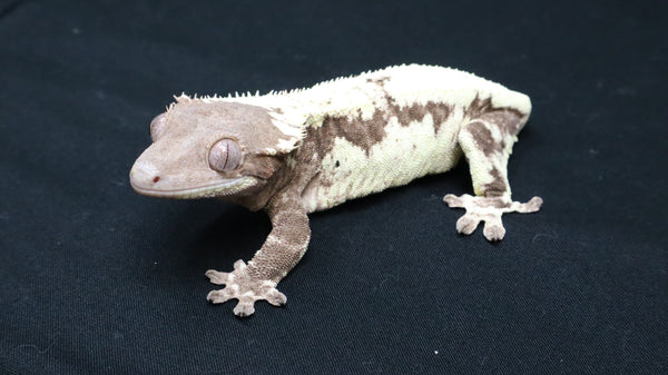 Frap46- CHUNKY RTB Female Frappuccino Crested Gecko