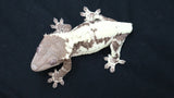 Frap46- CHUNKY RTB Female Frappuccino Crested Gecko