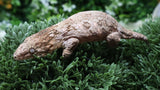 LB573- Pure Bayo Male Leachianus Gecko
