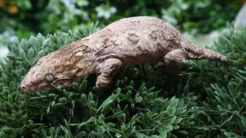 LB573- Pure Bayo Male Leachianus Gecko
