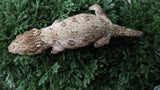 LB573- Pure Bayo Male Leachianus Gecko