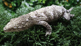 LB572- HCX Male Leachianus Gecko