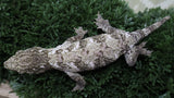 LB572- HCX Male Leachianus Gecko