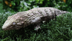 LB571- Moro X Ana Leachianus Gecko