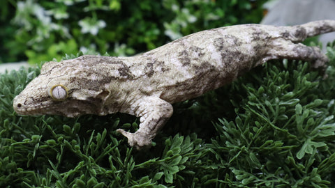 LB570- DM X MTK Female Leachianus Gecko