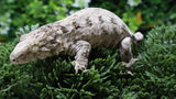 LB569- Pink Leachianus Gecko
