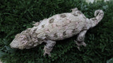 LB569- Pink Leachianus Gecko