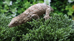 LB568- Moro X Ana Leachianus Gecko