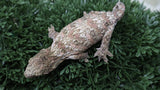 LB568- Moro X Ana Leachianus Gecko