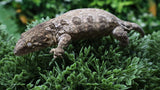LB560- PI X Ami Female Leachianus Gecko