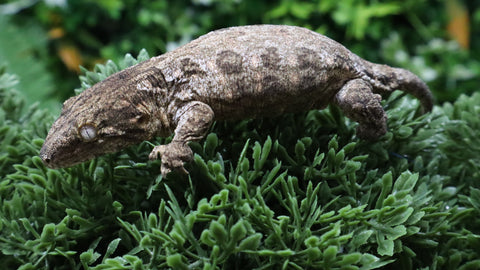 LB560- PI X Ami Female Leachianus Gecko