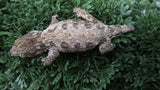 LB560- PI X Ami Female Leachianus Gecko