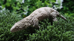 LB559- Bayo X PI Male Leachianus Gecko