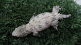 LB559- Bayo X PI Male Leachianus Gecko