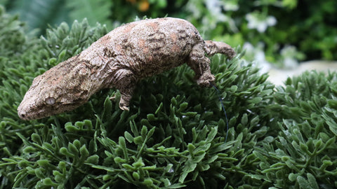LB558- HCGTX Leachianus Gecko