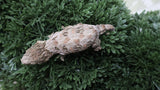 LB558- HCGTX Leachianus Gecko