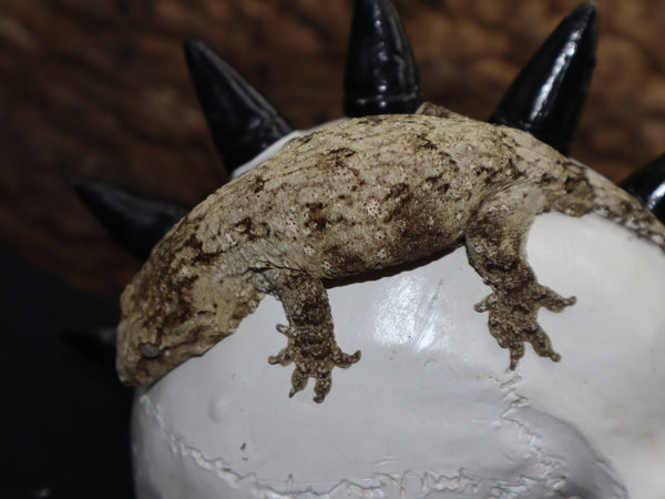 Leachianus (Moro) (LB183)