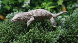 LB556- Yate X ATC Leachianus Gecko