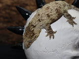 Leachianus (Moro) (LB183)