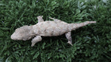 LB556- Yate X ATC Leachianus Gecko