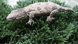 LB555- GTB Leachianus Gecko