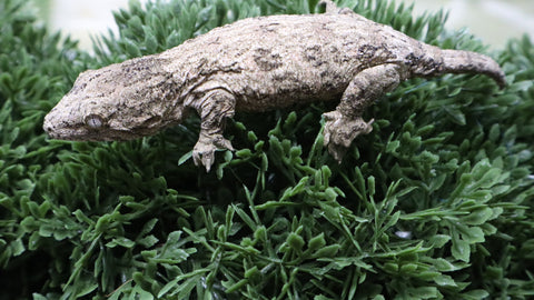 LB555- GTB Leachianus Gecko
