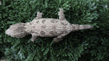 LB555- GTB Leachianus Gecko