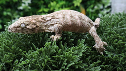 LB567- NLS Leachianus Gecko