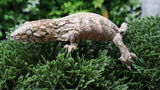 LB567- NLS Leachianus Gecko