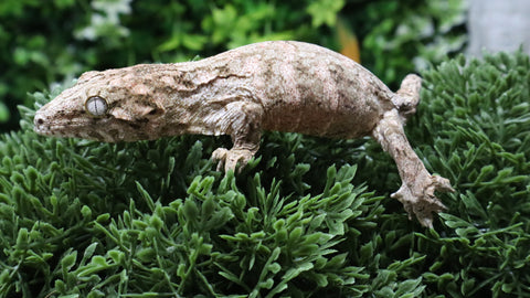 LB567- NLS Leachianus Gecko
