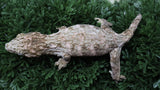LB567- NLS Leachianus Gecko