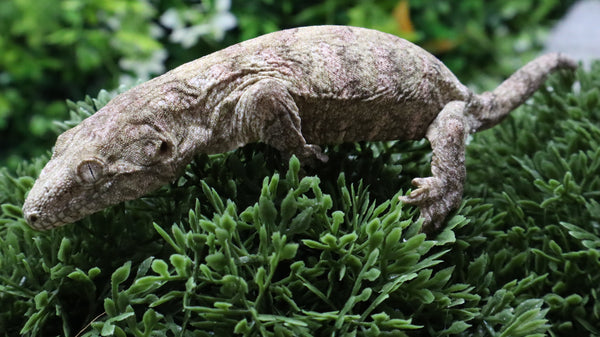 LB566- Pink GTX Leachianus Gecko
