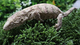 LB566- Pink GTX Leachianus Gecko
