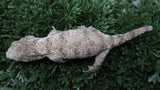 LB566- Pink GTX Leachianus Gecko
