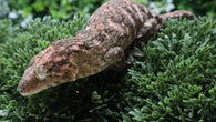 LB565- Pure Brosse Male Leachianus Gecko