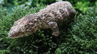 LB564- Pure Brosse Male Leachianus Gecko