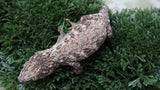 LB564- Pure Brosse Male Leachianus Gecko