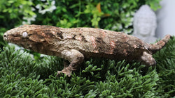 LB563- GTA X PI Female Leachianus Gecko
