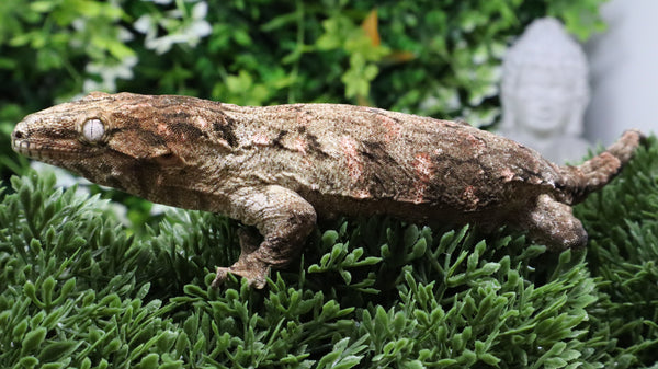 LB563- GTA X PI Female Leachianus Gecko