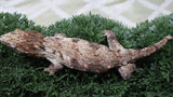 LB563- GTA X PI Female Leachianus Gecko