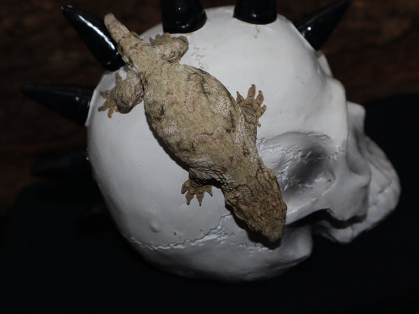 Leachianus (GTX HC) (LB169)