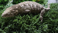 LB562- Female Purple GTX Leachianus Gecko