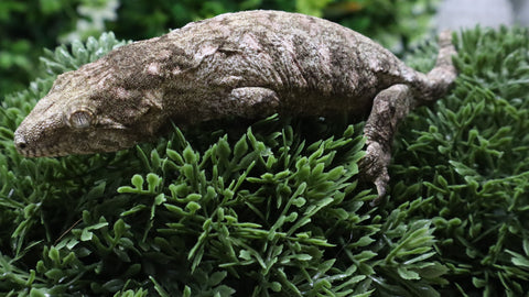 LB562- Female Purple GTX Leachianus Gecko