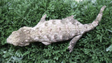 LB562- Female Purple GTX Leachianus Gecko