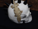 Leachianus (GTX HC) (LB169)